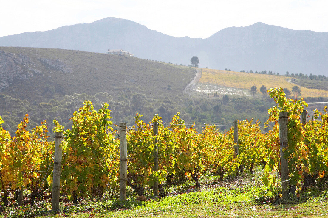 View of vineyard at Bouchard Finlayson Winery, South Africa