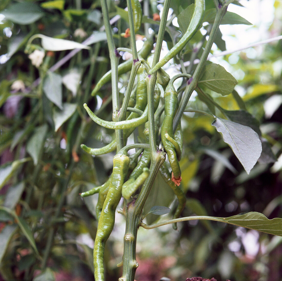 Close-up of green chillies on plant