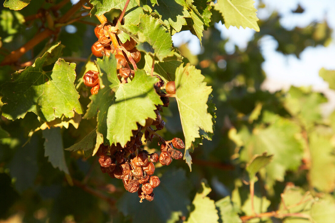 Close-up of dried grapes in Diemersfontein Wine, South Africa