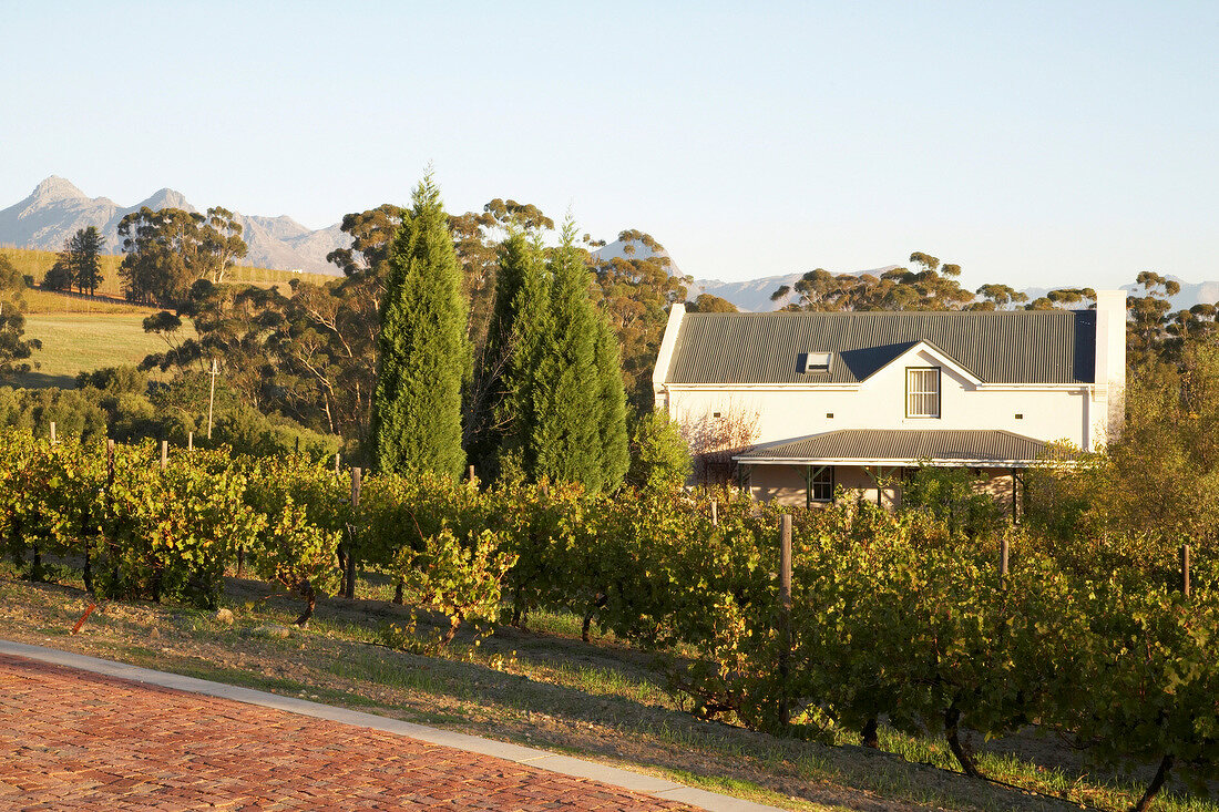 Südafrika, Weingut Diemers Fontein, Weinstöcke, im Hintergrund Haus