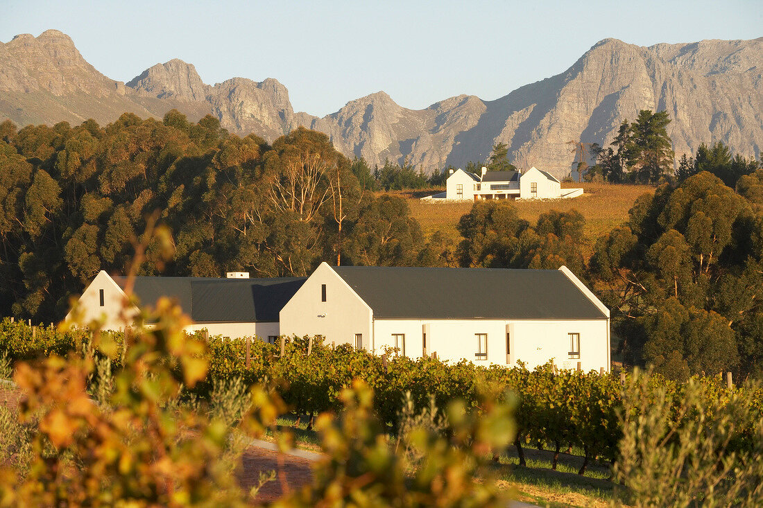 Südafrika, Weingut Diemers Fontein, Weinstöcke und Häuser