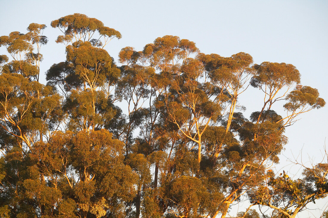 Südafrika, Weingut Diemers Fontein, Yellowwood, Baum