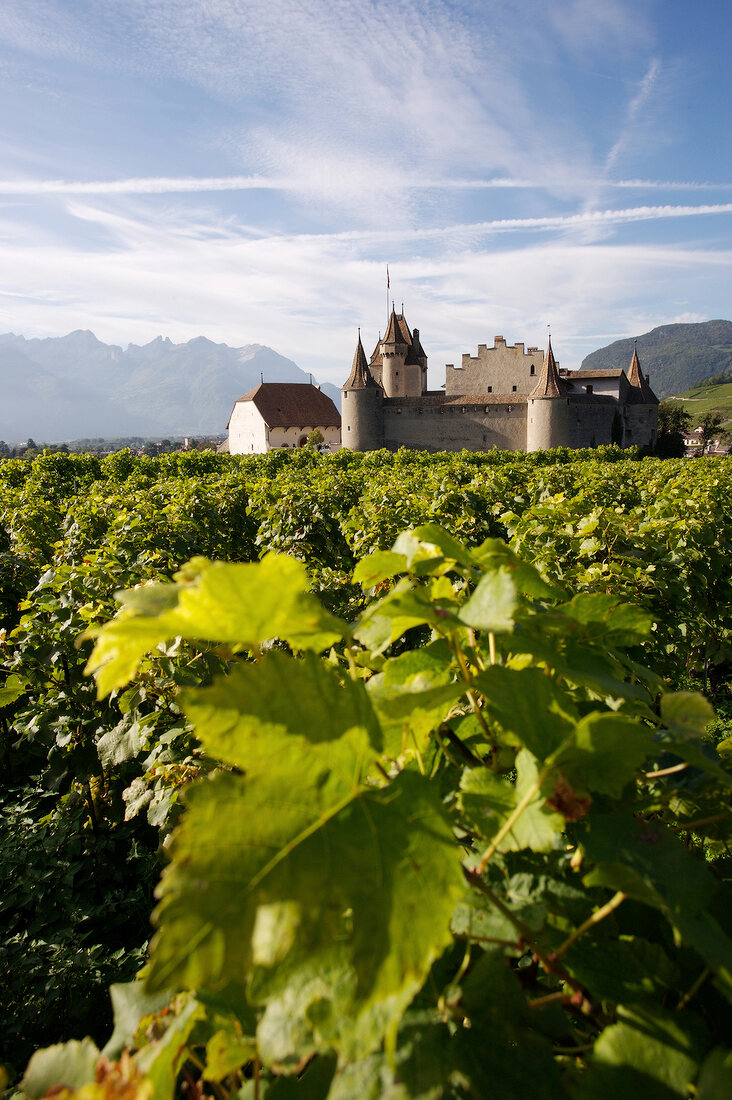 Château d'Aigle in der Schweiz, Weinbau-&Weinetikettenmuseum