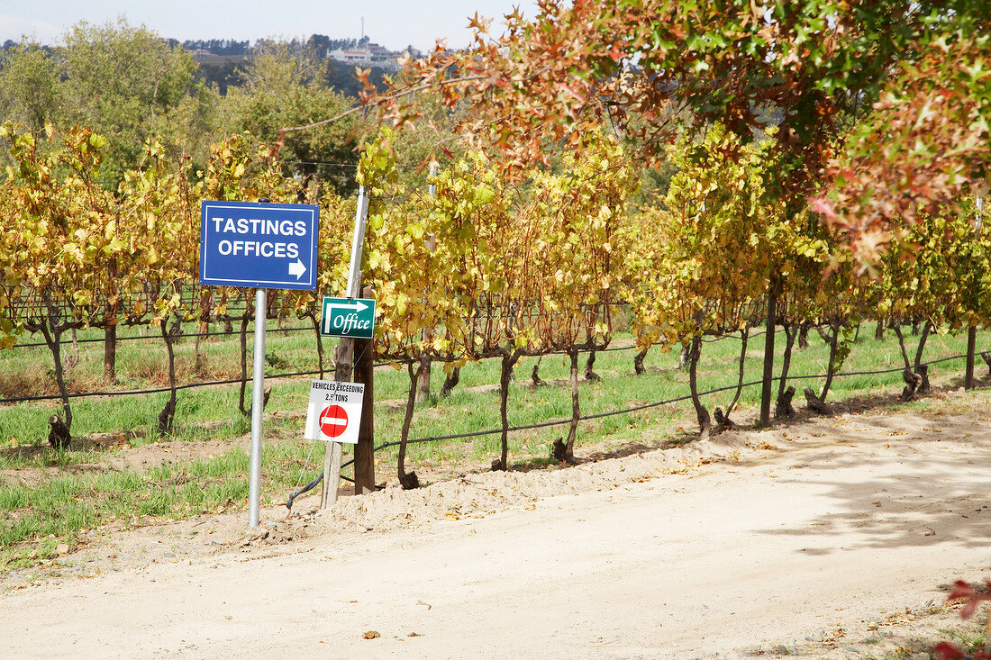Vines at Ken Forrester vineyard in Stellenbosch, South Africa