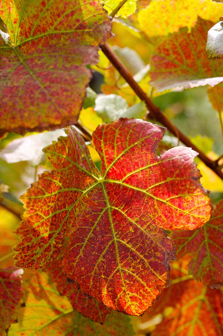 Rote Weinblätter in der Sonne. X 