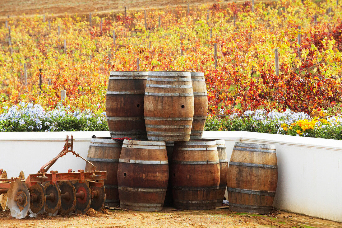 Südafrika, Weingut Meinert, mehrere gestapelte Weinfässer