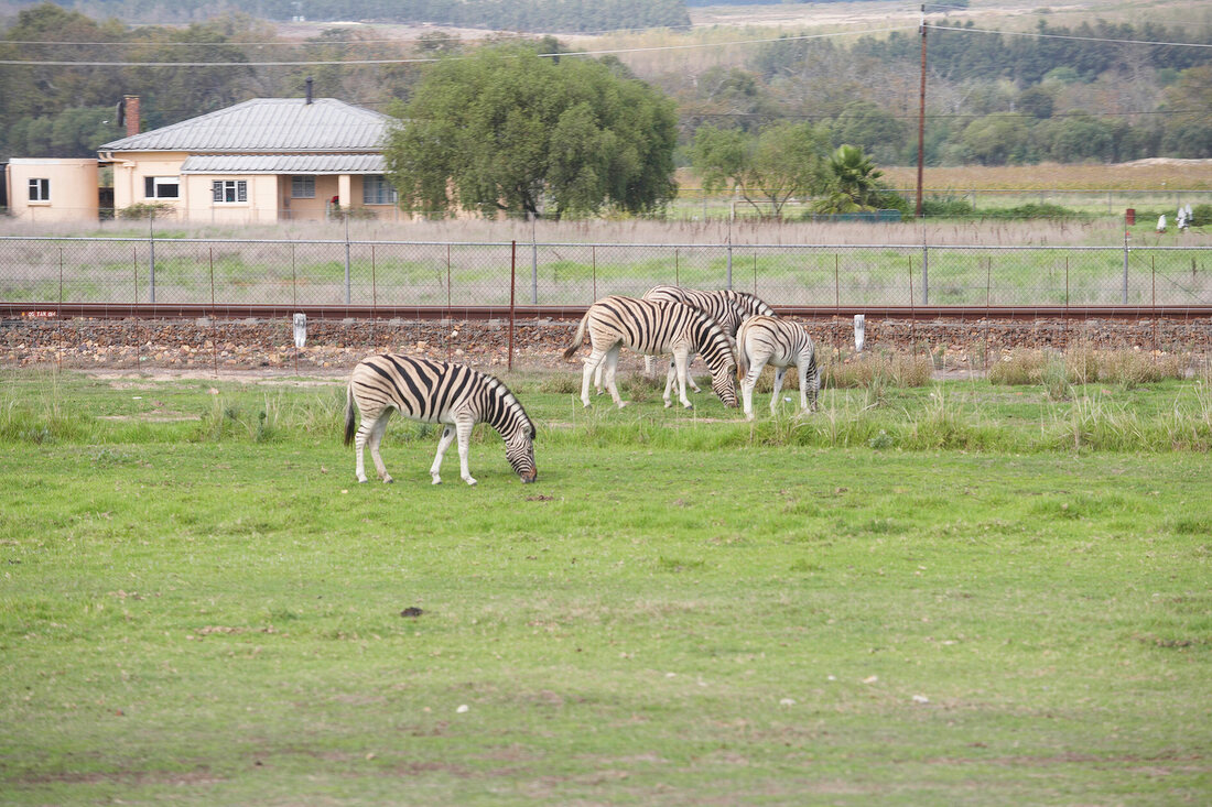 Zebras grazing in meadow, South Africa