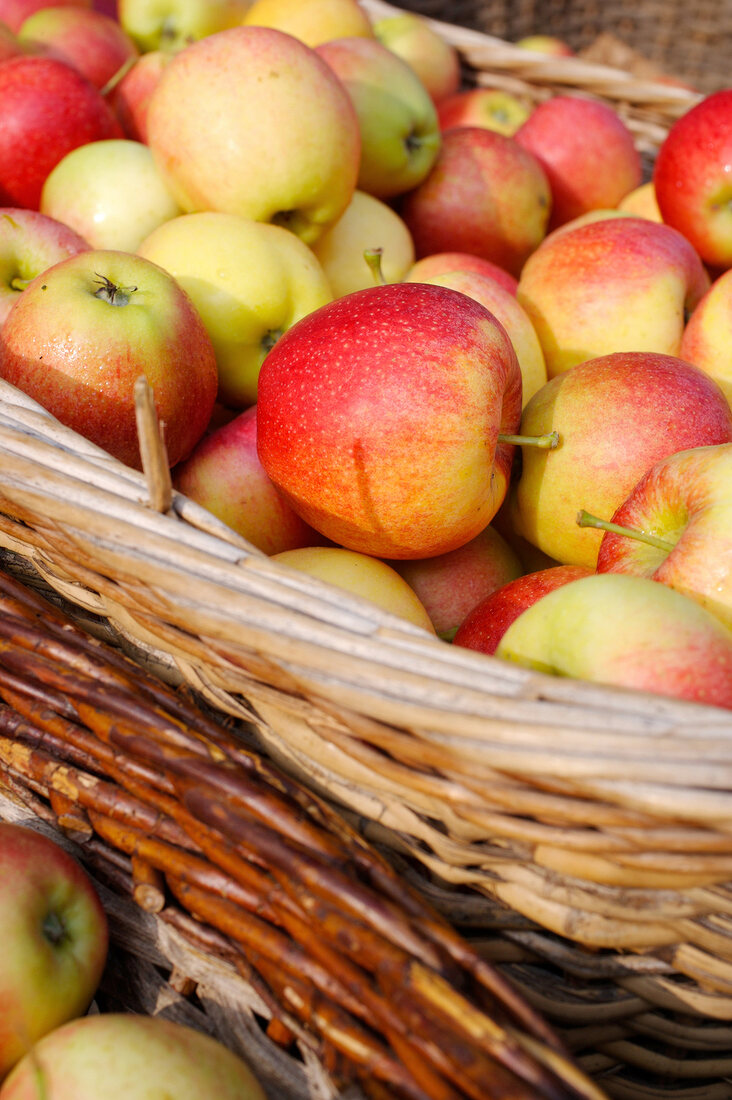 Ein Korb voller Äpfel aus der Vaude, Schweiz.