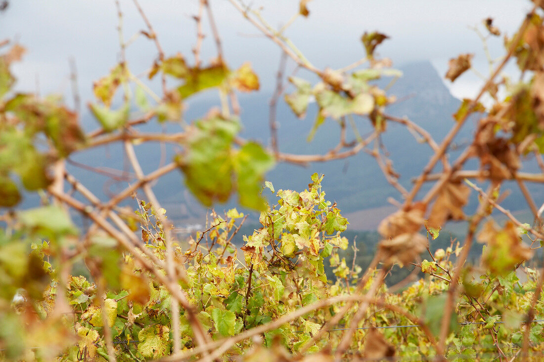 View of vines in vineyard at Ken Forrester Winery, Stellenbosch, South Africa
