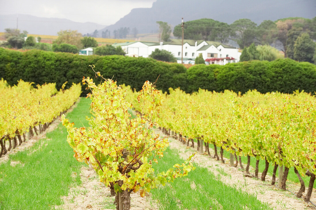 View of winery Ken Forrester's vineyard in South Africa