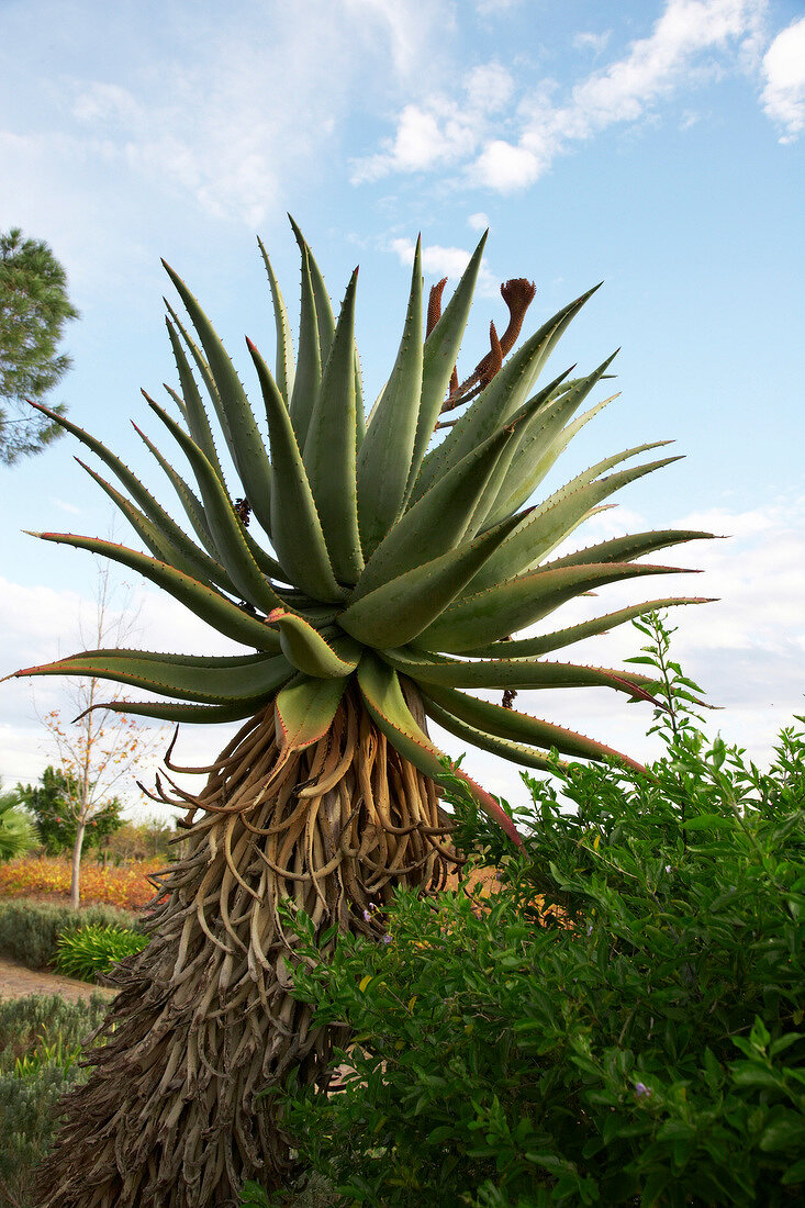 Aloe Ferox plant outside Winery Ken Forrester, South Africa