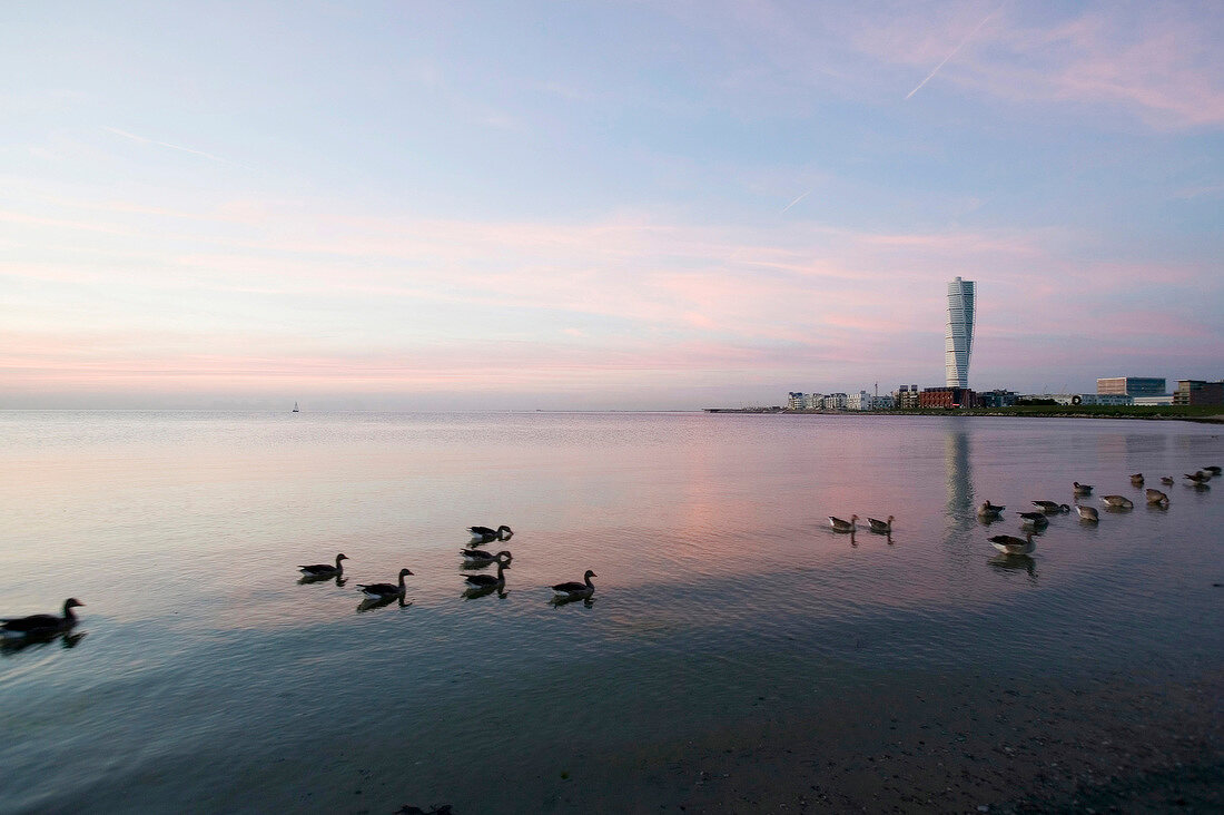 View of Malmo and geese swimming in sea at sunset, Malmo, Sweden