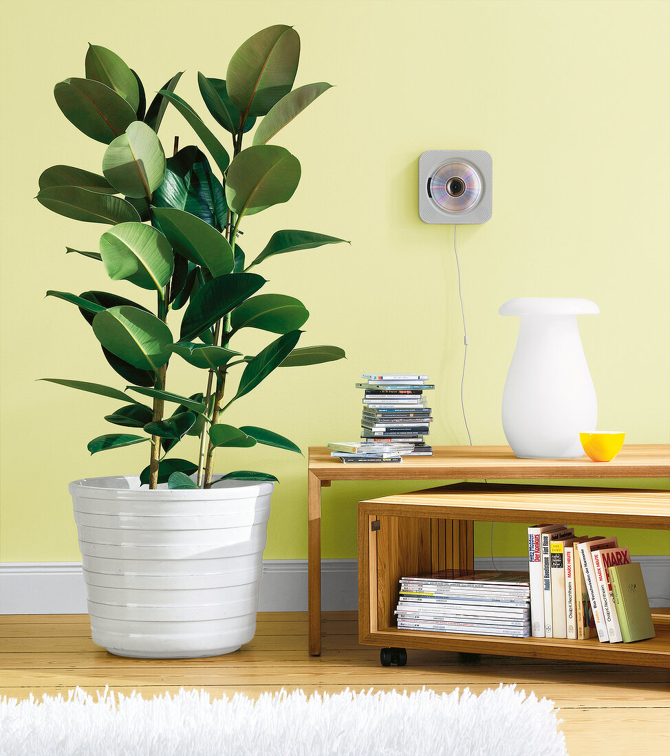 White pot with rubber plant and wooden table against green wall