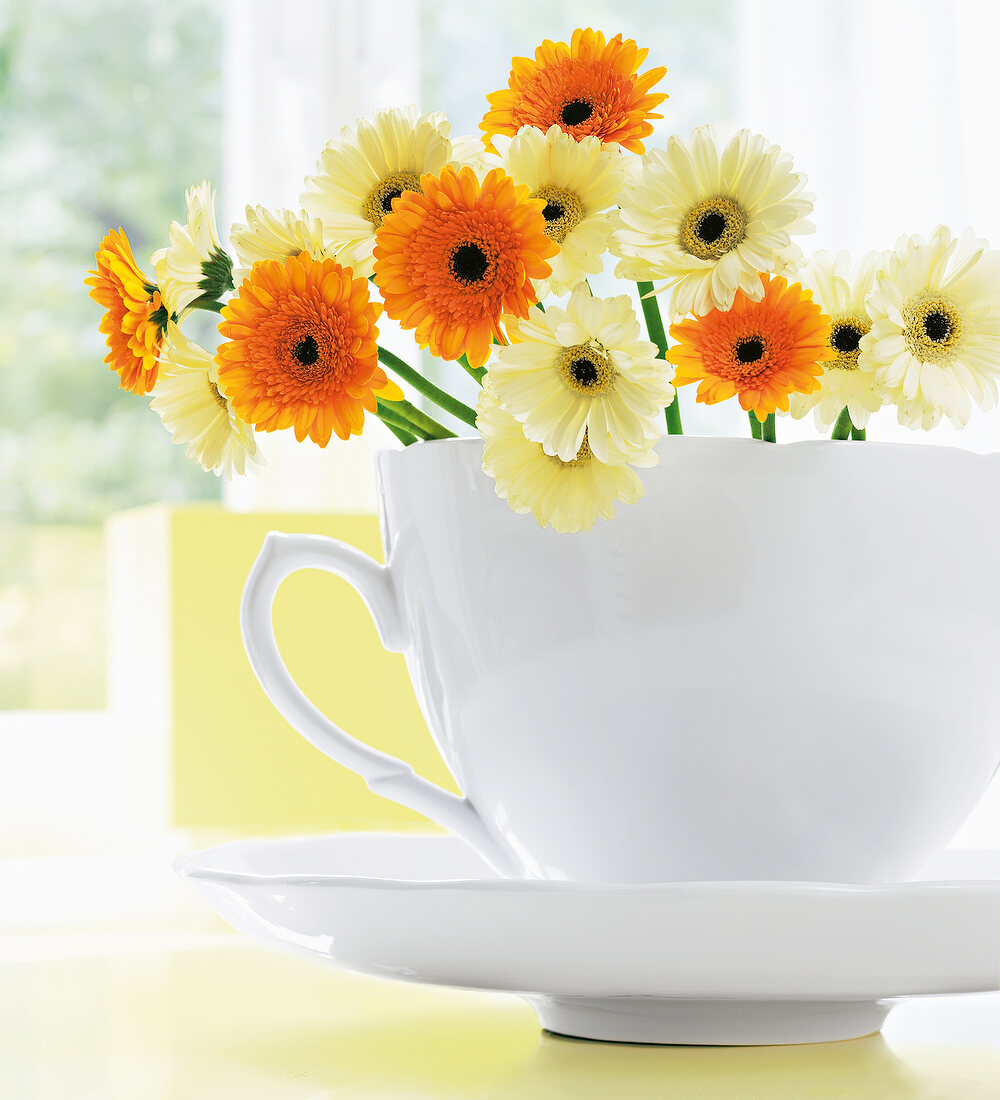 Close-up of yellow and orange gerbera in white cup