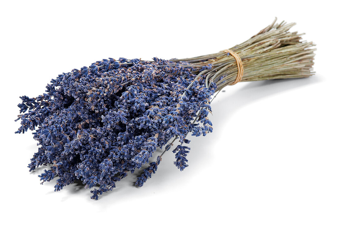 Bouquet of lavender on white background