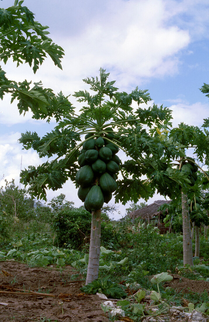 Buch der Exoten, Papayas, grün , Papayabaum, draußen, Indonesien