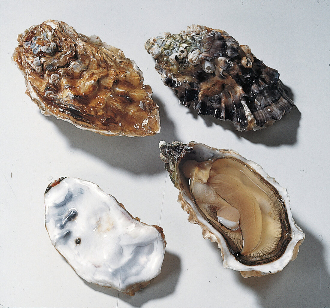 Buch der Meeresfrüchte Bild 3: Austern, Portugaise