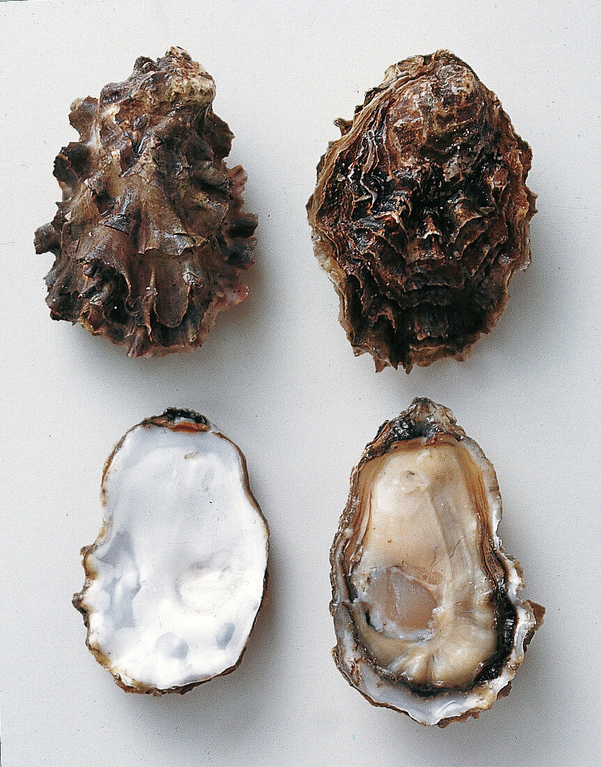 Buch der Meeresfrüchte Bild 4: Austern, Yearling