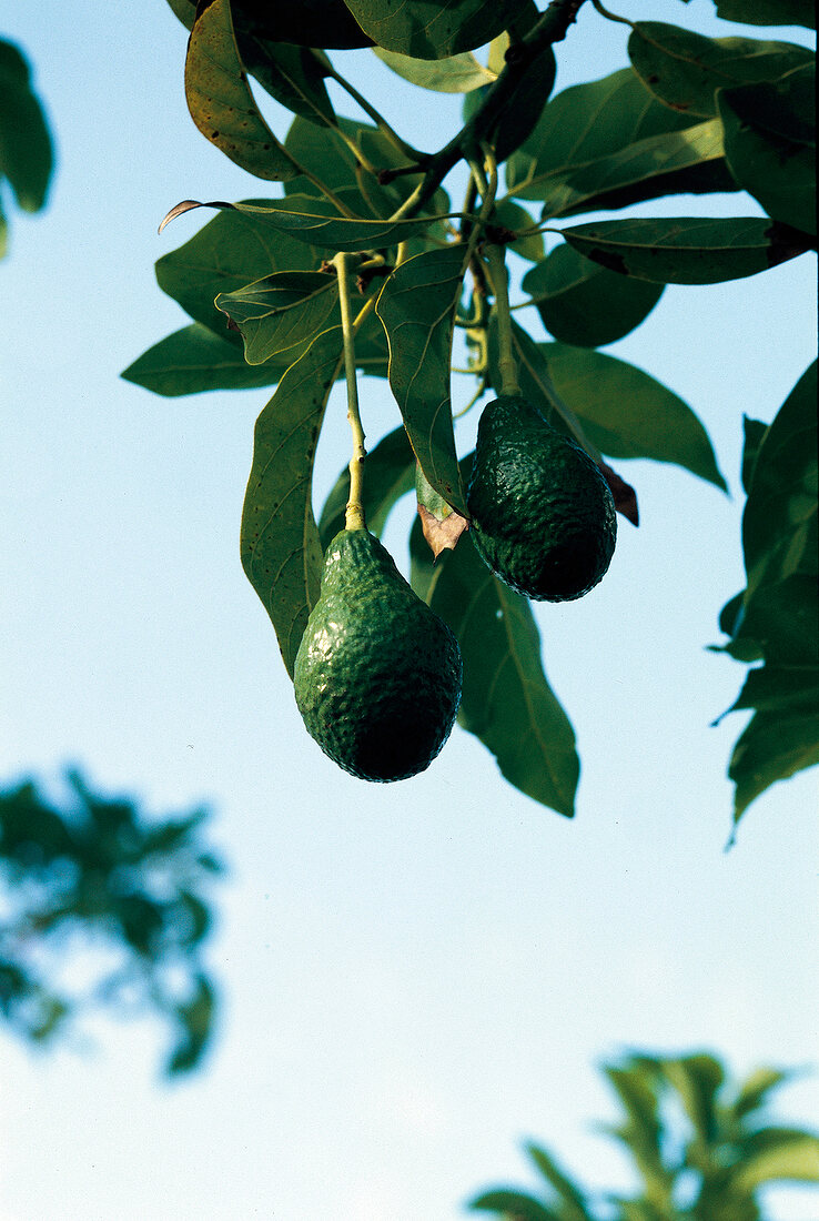 Buch der Exoten, Avocados- Früchte hängen am Baum