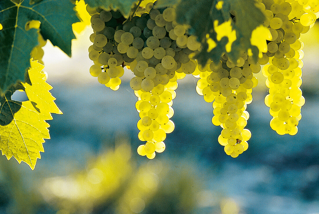 Muscadelle-Trauben am Rebstock in der Sonne, Weinanbau