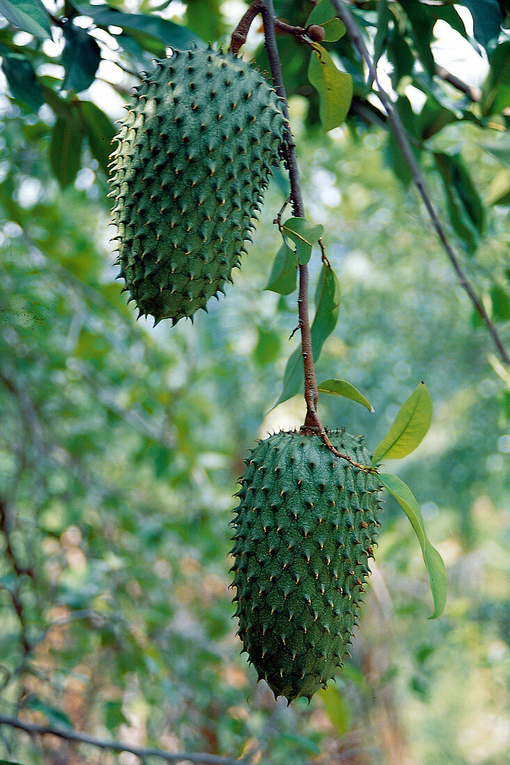 Green soursops hanging from the branch