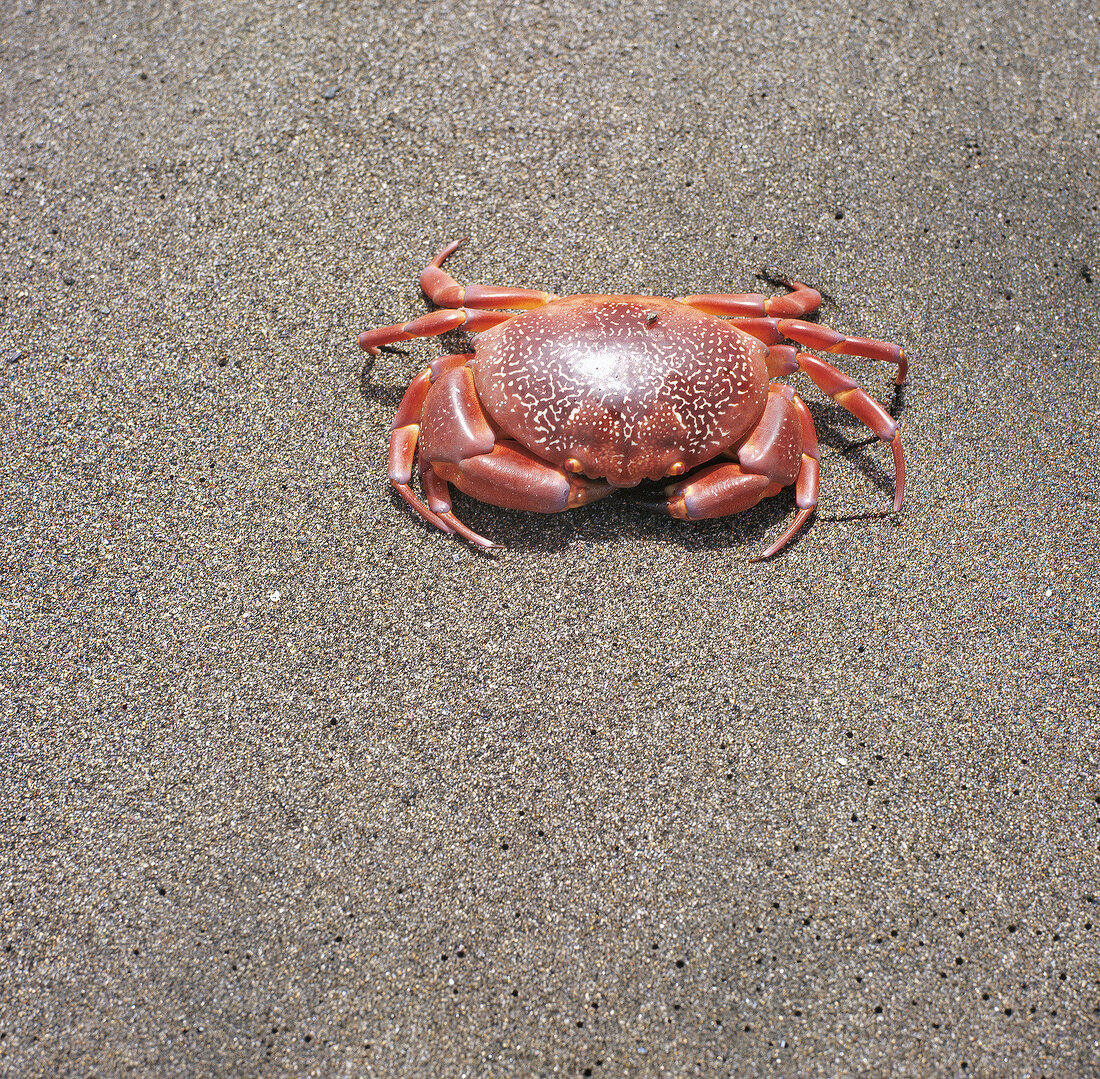 Buch der Meeresfrüchte Korallenkrabbe im Sand, rot