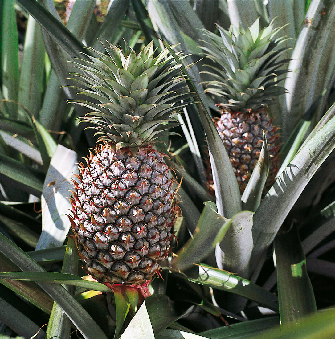 Buch der Desserts, reife frische Ananas auf e. Ananasplantage