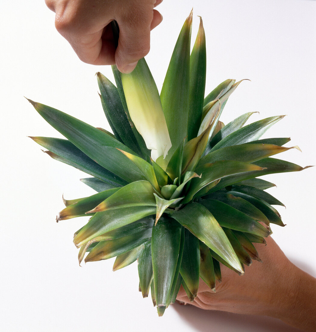 Leaves being plucked from pineapple crown, step 5