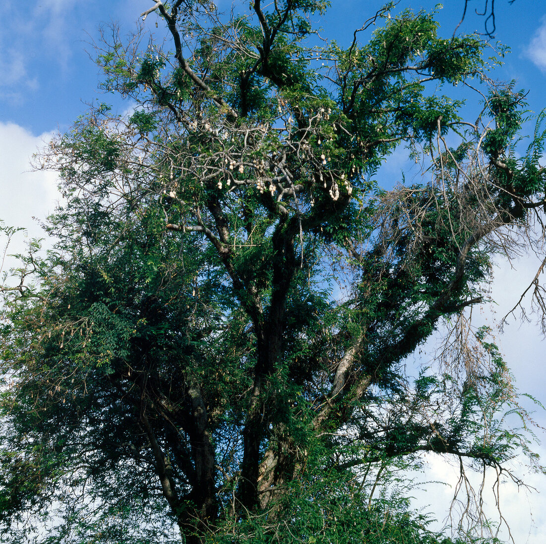 View of tamarind tree