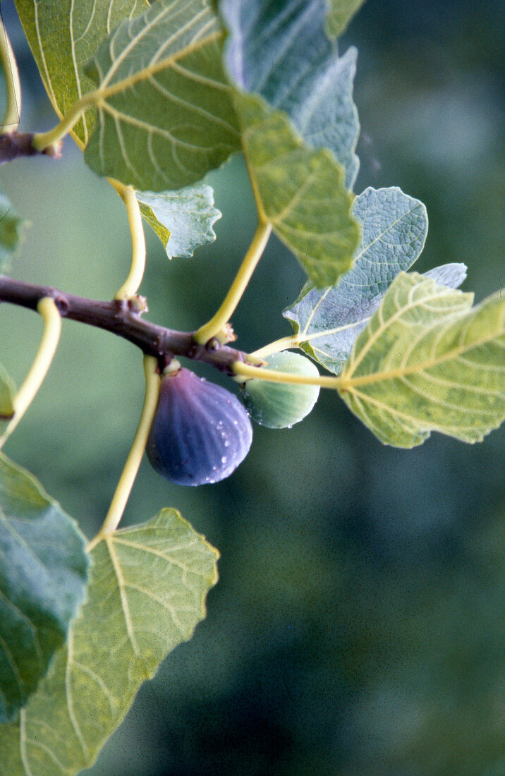 Close-up of figs on tree
