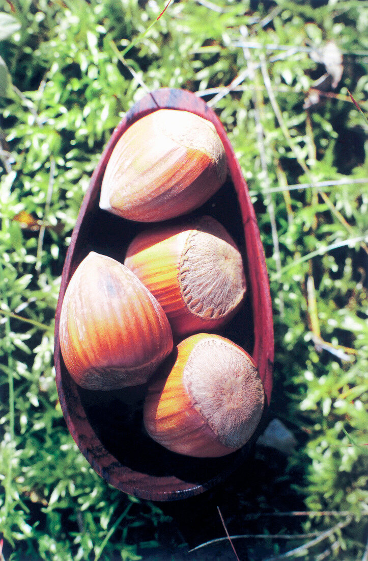 Close-up of hazelnuts on grass