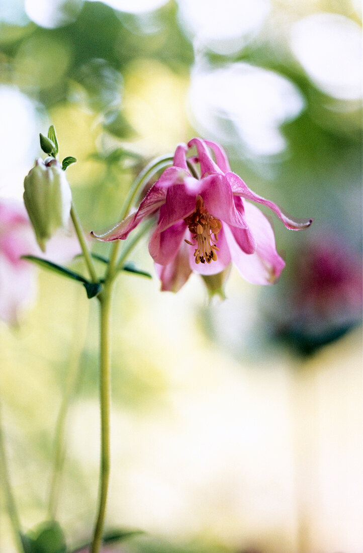 Close-up of columbine flower