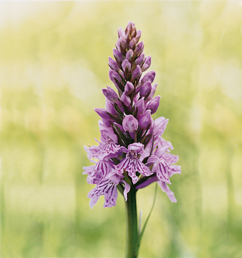 Broad-leaved orchid