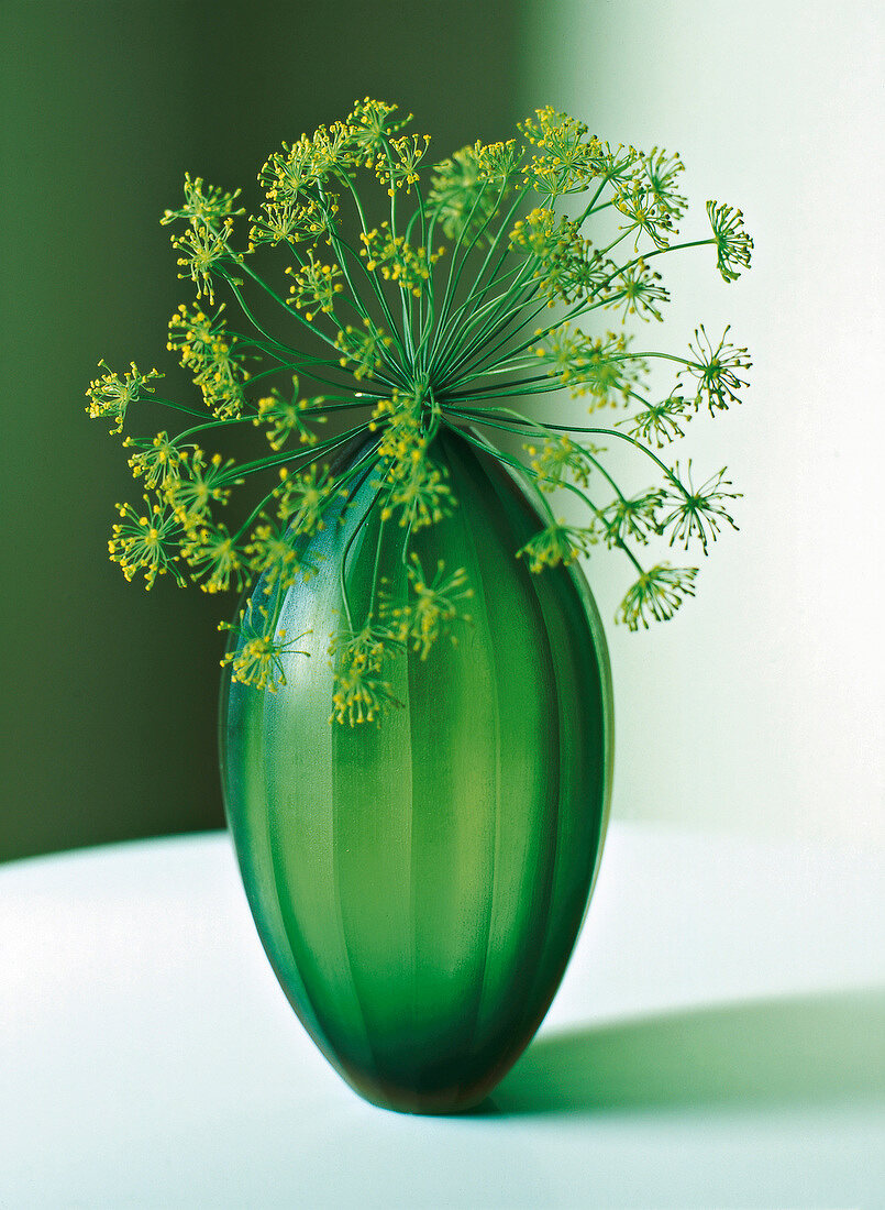 Bauchige Vase mit Blütendolde vom Fenchel