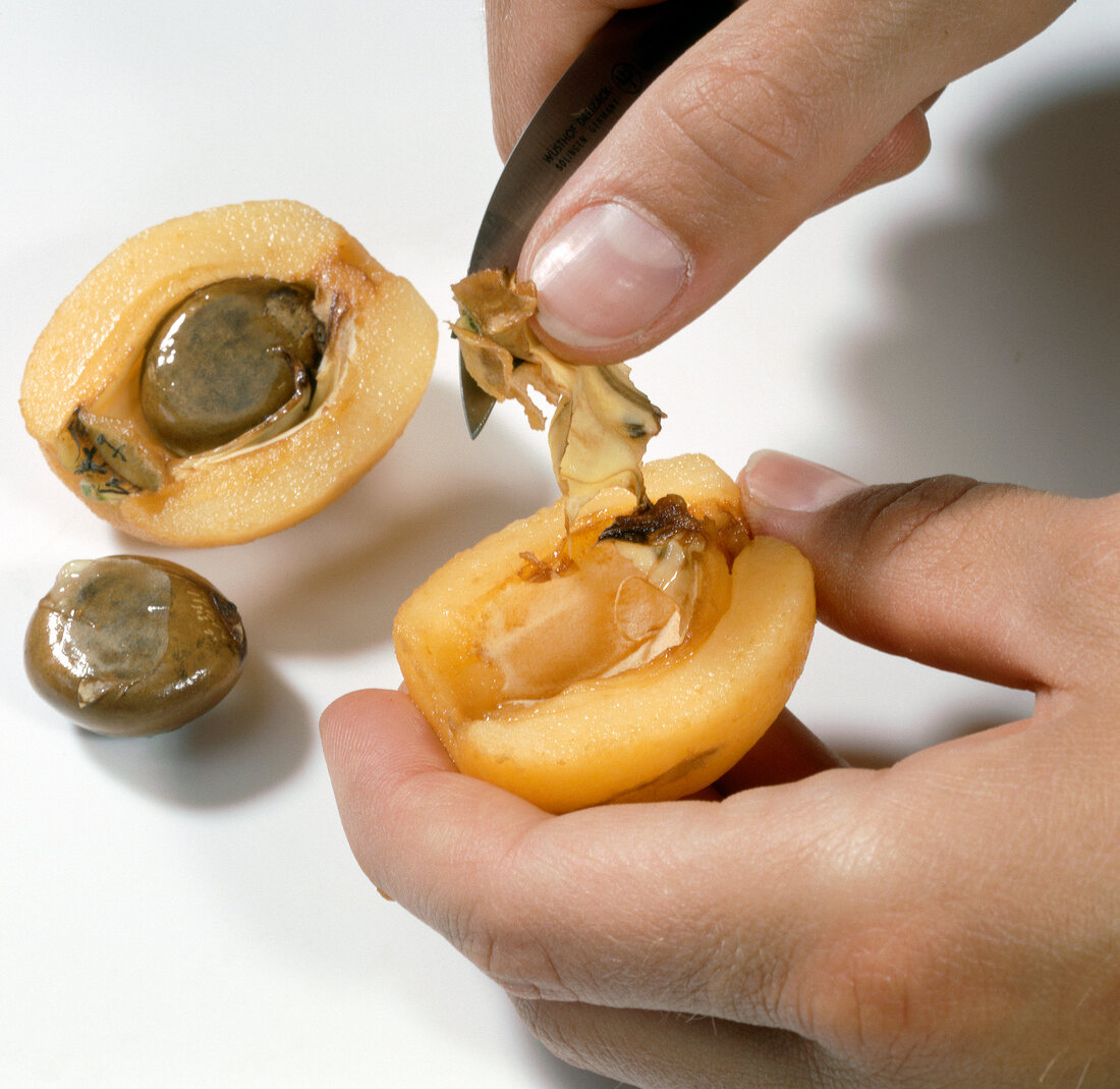 Close-up of hand removing seeds of loquat