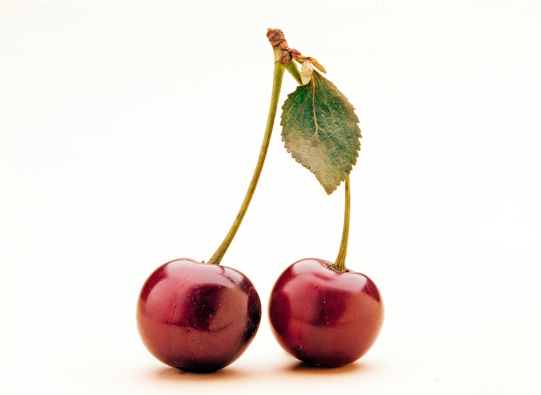 Dark red schattenmorelle on white background