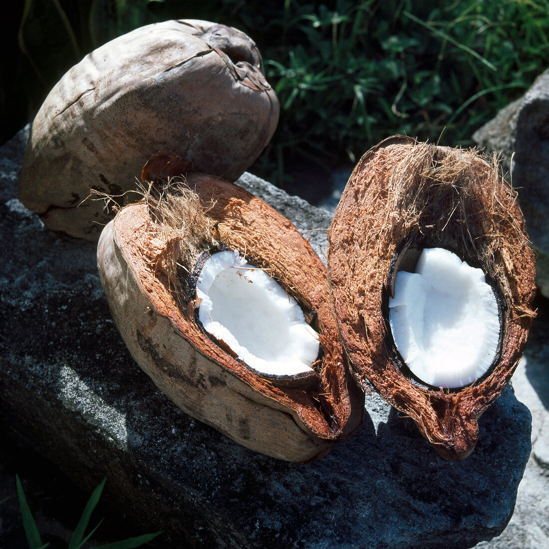 Halved coconuts with shell nuclei