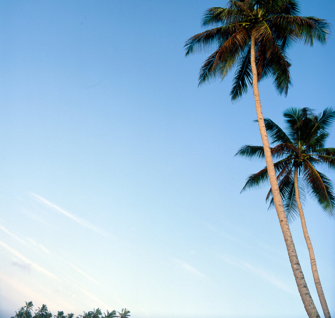 View of tall palm trees with sky in background
