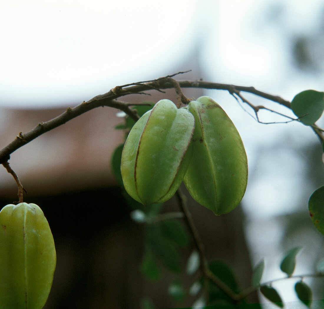 Close-up of carambola on cucumber tree