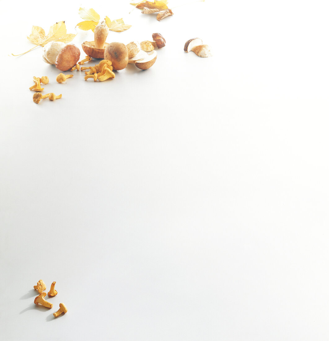 Fresh chanterelles and porcini mushrooms on white background, copy space