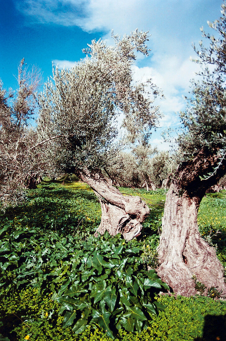 Alte Olivenbäume, Baum, Bäume, Baeum e