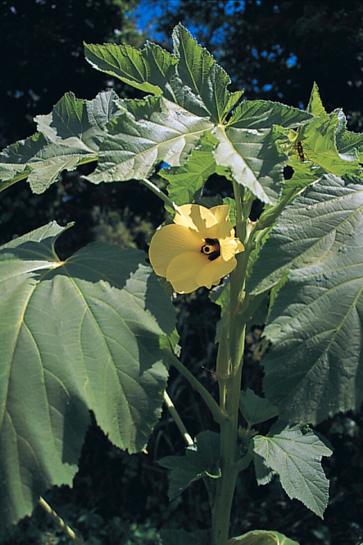 Wild aus aller Welt, Okra-Strauch mit Blüte wächst außen