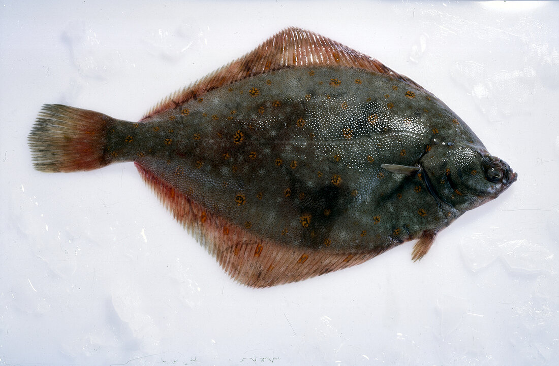 Close-up of raw plaice on white background