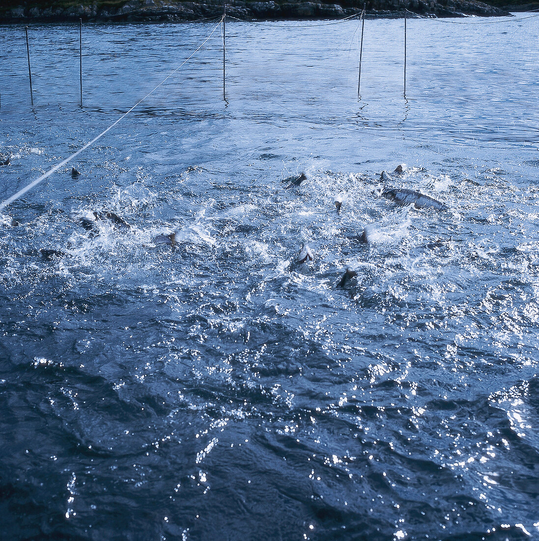 Fisch, Norwegen: Zuchtfische im Wasser