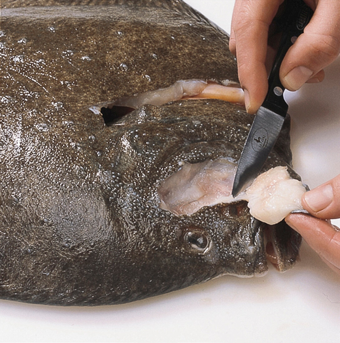 Fisch; Bäckchen vom Steinbutt, Step2, … – Bild kaufen – 10196559 ❘ Image  Professionals