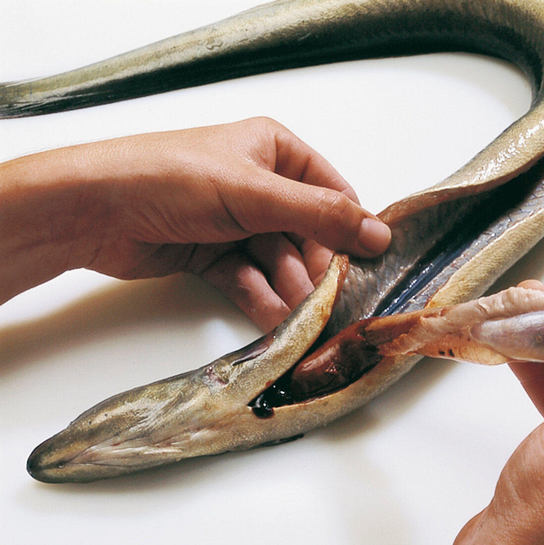 Fisch, Step 2: Aal ausnehmen, Niere entfernen