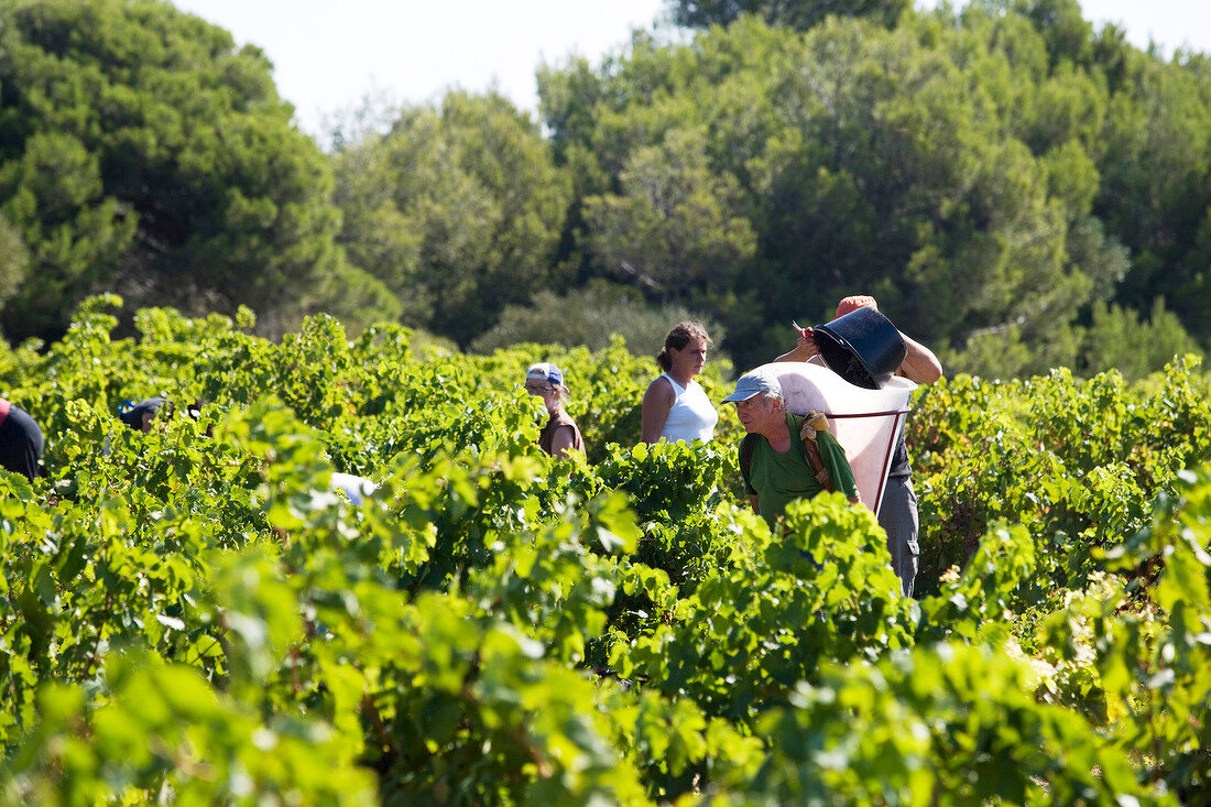 Assistants harvesting grapes in lush vineyard, France