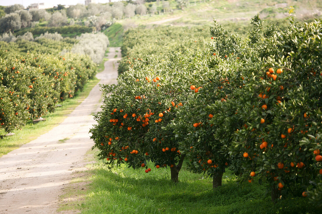 Orangenbäume mit reifen Früchten, Landschaft in Italien, Sonne