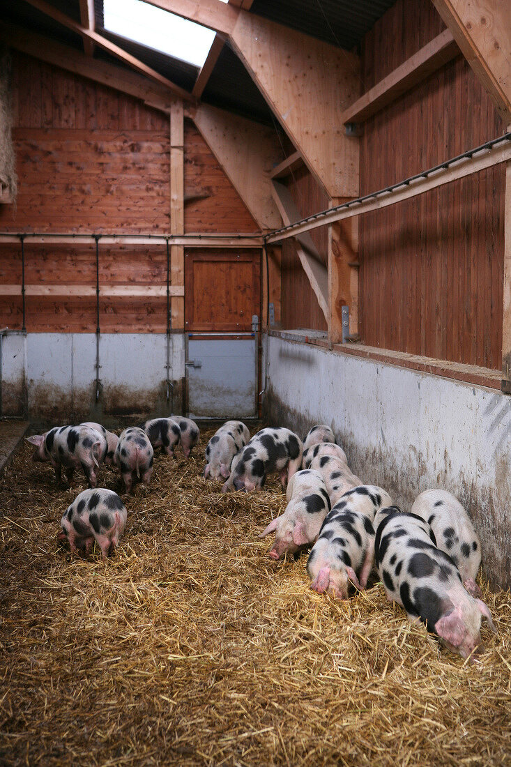 Bentheim black pied pigs in pigsty