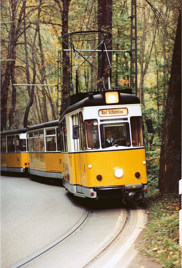 Kirnitzschtalbahn nach Bad Schandau fährt durch Wald, gelb, Sachsen